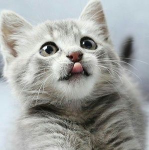 Meet your Posher, Liliana